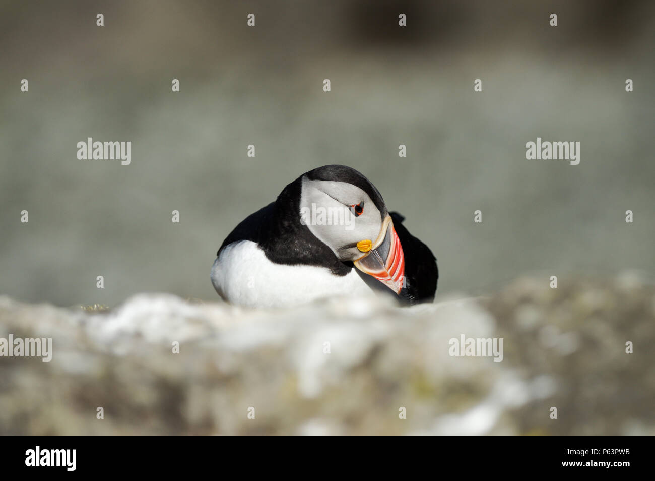 Atlantic Papageientaucher Verschachtelung auf Lunga - Treshnish-inseln (Innere Hebriden, Schottland) Stockfoto