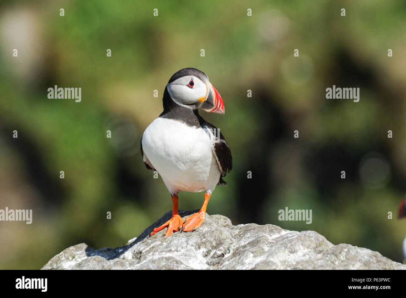 Atlantic Papageientaucher Verschachtelung auf Lunga - Treshnish-inseln (Innere Hebriden, Schottland) Stockfoto