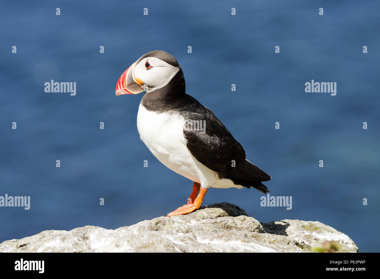 Atlantic Papageientaucher Verschachtelung auf Lunga - Treshnish-inseln (Innere Hebriden, Schottland) Stockfoto