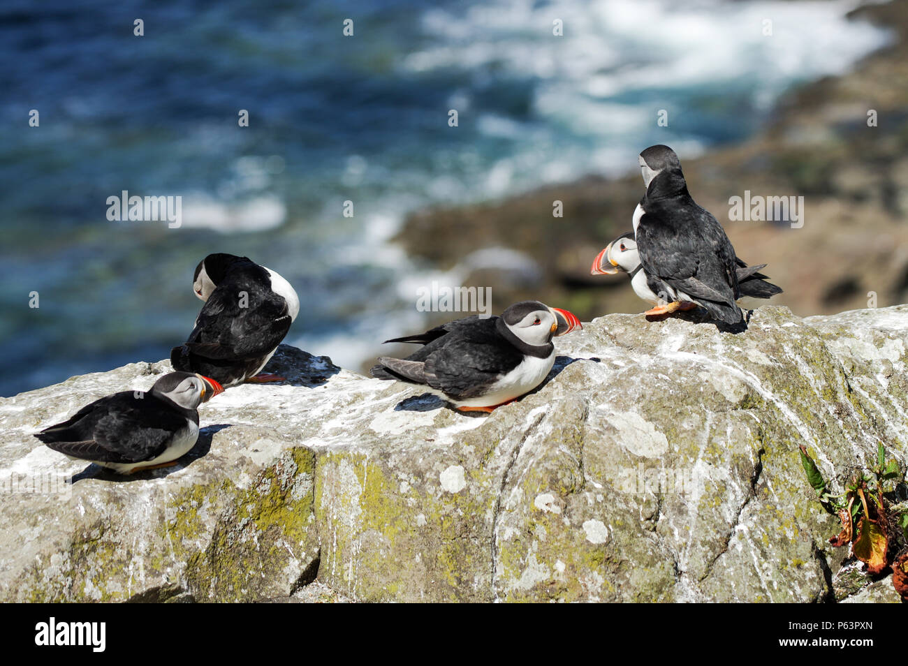 Kleine Gruppe von Papageientaucher in der Sonne aalen am Ufer des Lunga Insel (Threshnish Inseln) - Schottland, Innere Hebriden Stockfoto