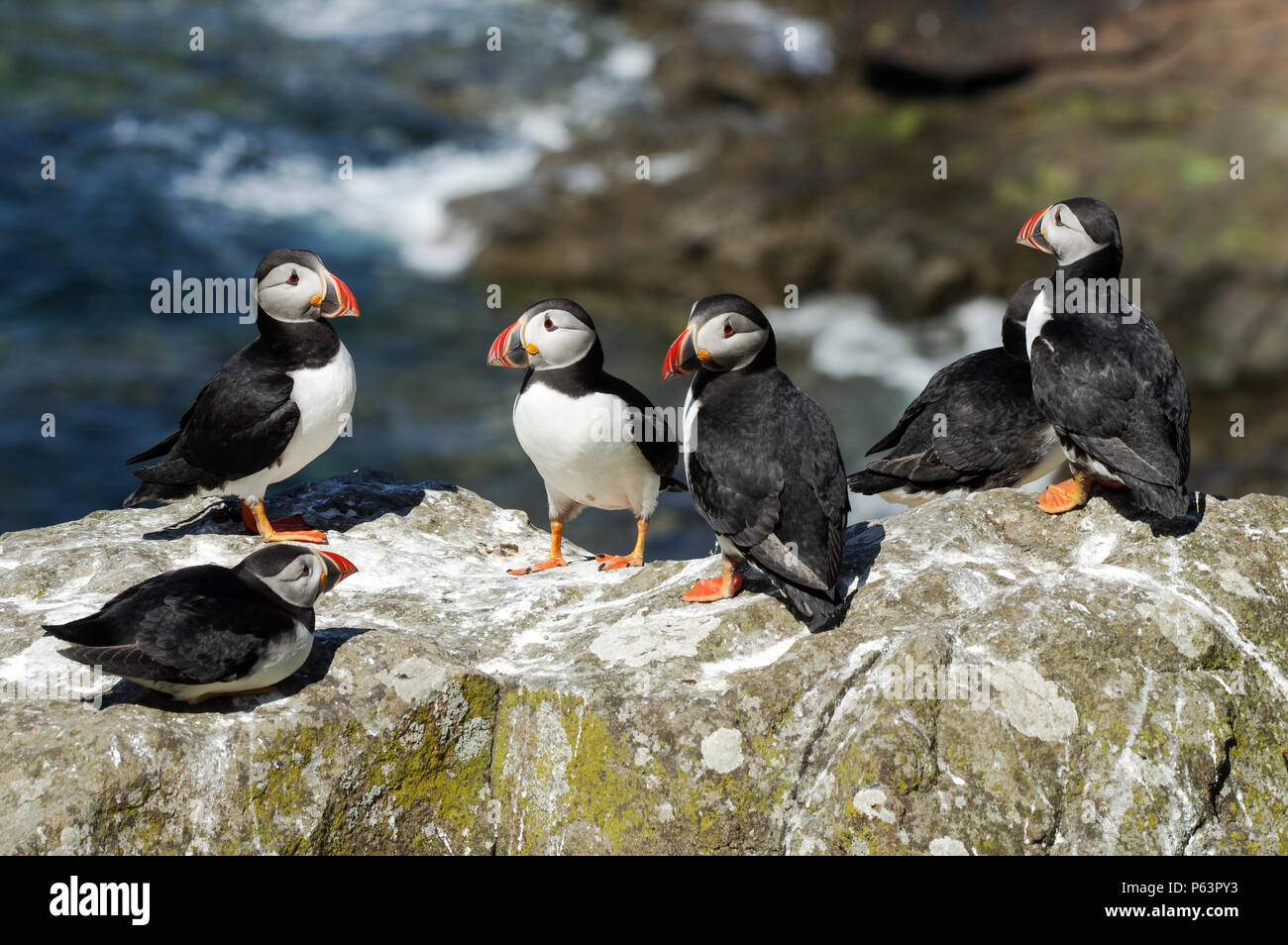 Atlantic Papageientaucher Verschachtelung auf Lunga - Treshnish-inseln (Innere Hebriden, Schottland) Stockfoto