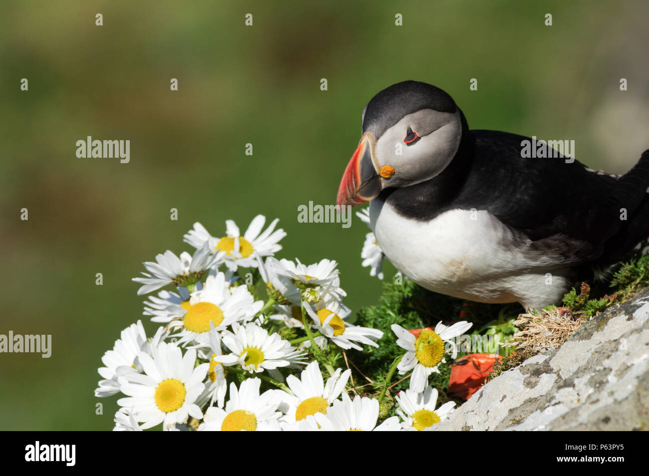 Adorable Papageitaucher hocken neben ein paar Gänseblümchen auf Lunga - Treshnish-inseln (Innere Hebriden, Schottland) Stockfoto