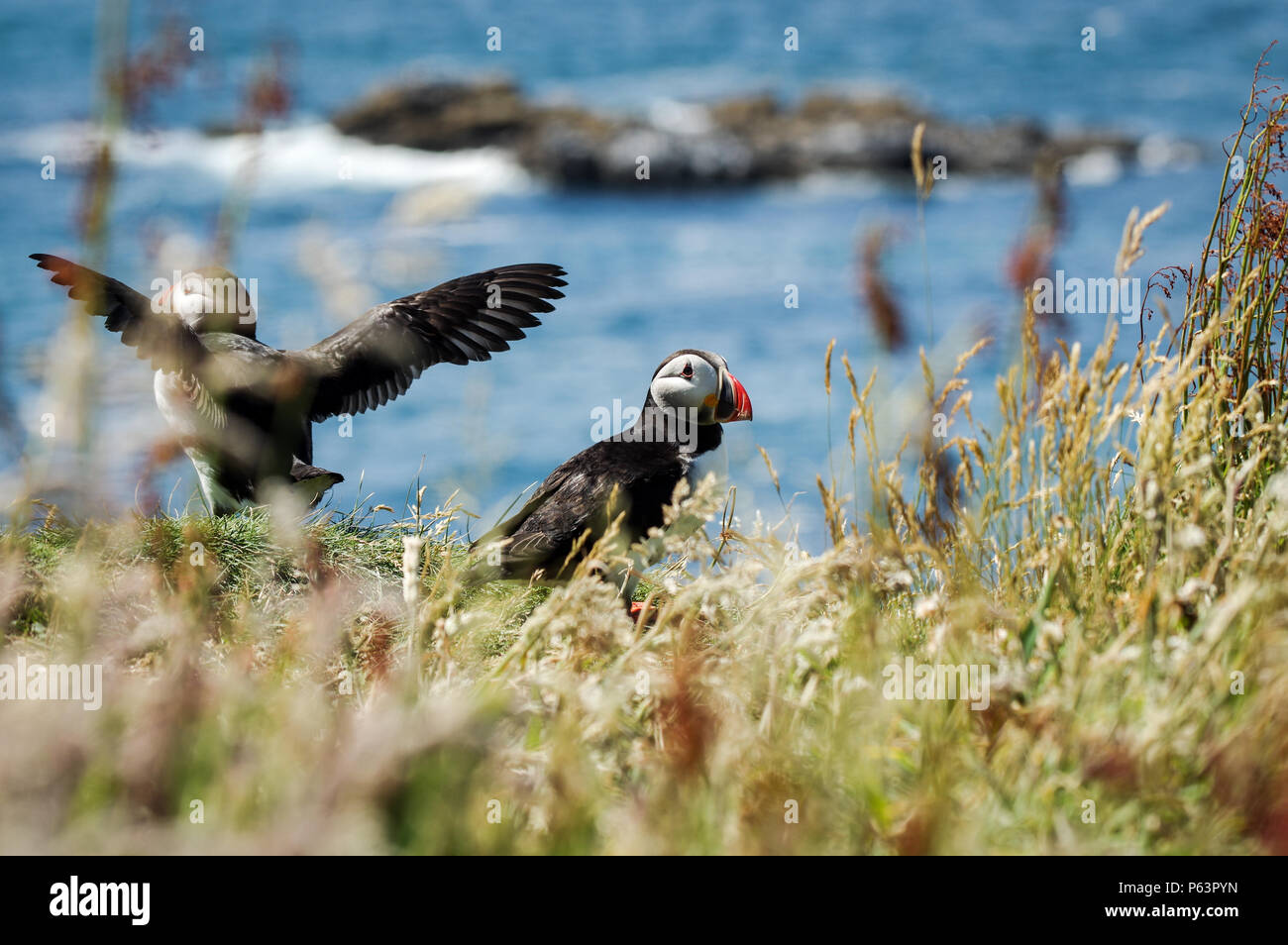 Atlantic Papageientaucher Verschachtelung auf Lunga - Treshnish-inseln (Innere Hebriden, Schottland) Stockfoto