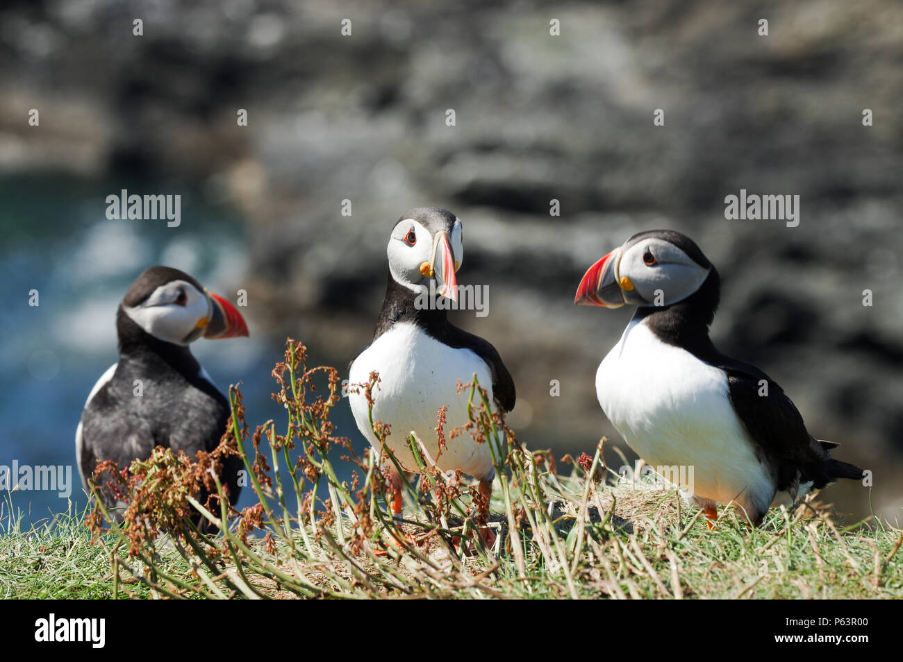 Atlantic Papageientaucher Verschachtelung auf Lunga - Treshnish-inseln (Innere Hebriden, Schottland) Stockfoto