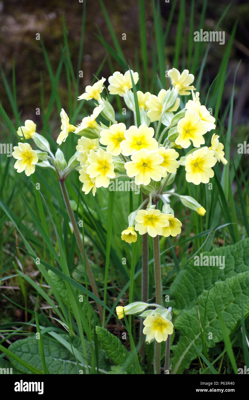 Bündel Wilde gelbe Primeln Blumen' Primula vulgaris, die gemeinsame Primrose' an der Colne Wasser, kelbrook Brücke, Colne, Lancashire, England, Stockfoto