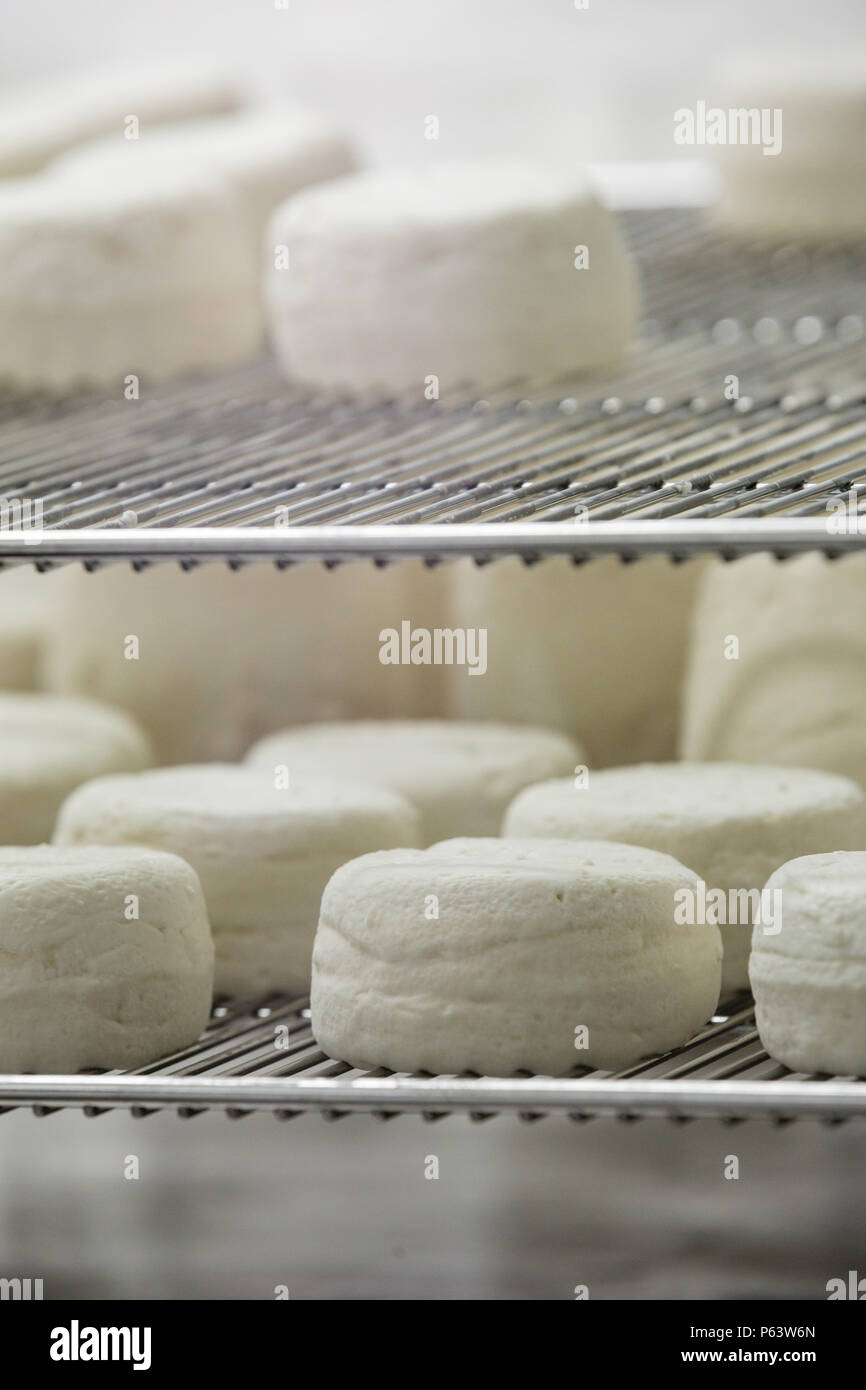 Der traditionelle französische Ziegenkäse Reifung auf Eisen hygienischen Fächer. Stockfoto
