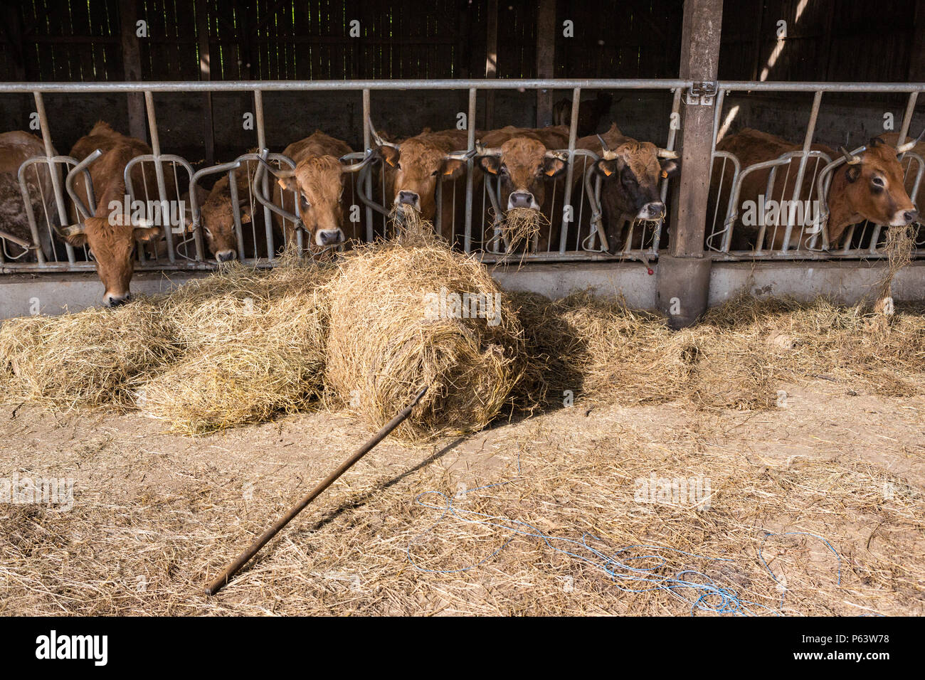 Französische gehörnten Milchkühe Fütterung mit Heu im Stall. Stockfoto