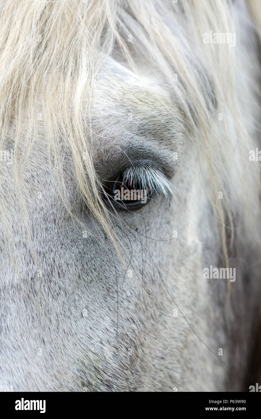 Close-up des Auges von einem weißen Pferd. Stockfoto