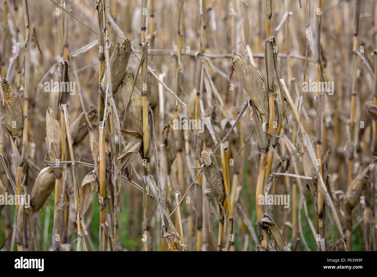 Tot getrockneten Mais in einem Feld, die lange Trockenheit betroffenen Perioden erlitten hat. Stockfoto
