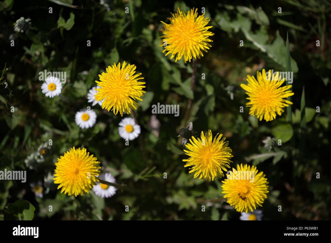 Blühende Löwenzahn Blume, Taraxacum, von oben gesehen, mit weißen