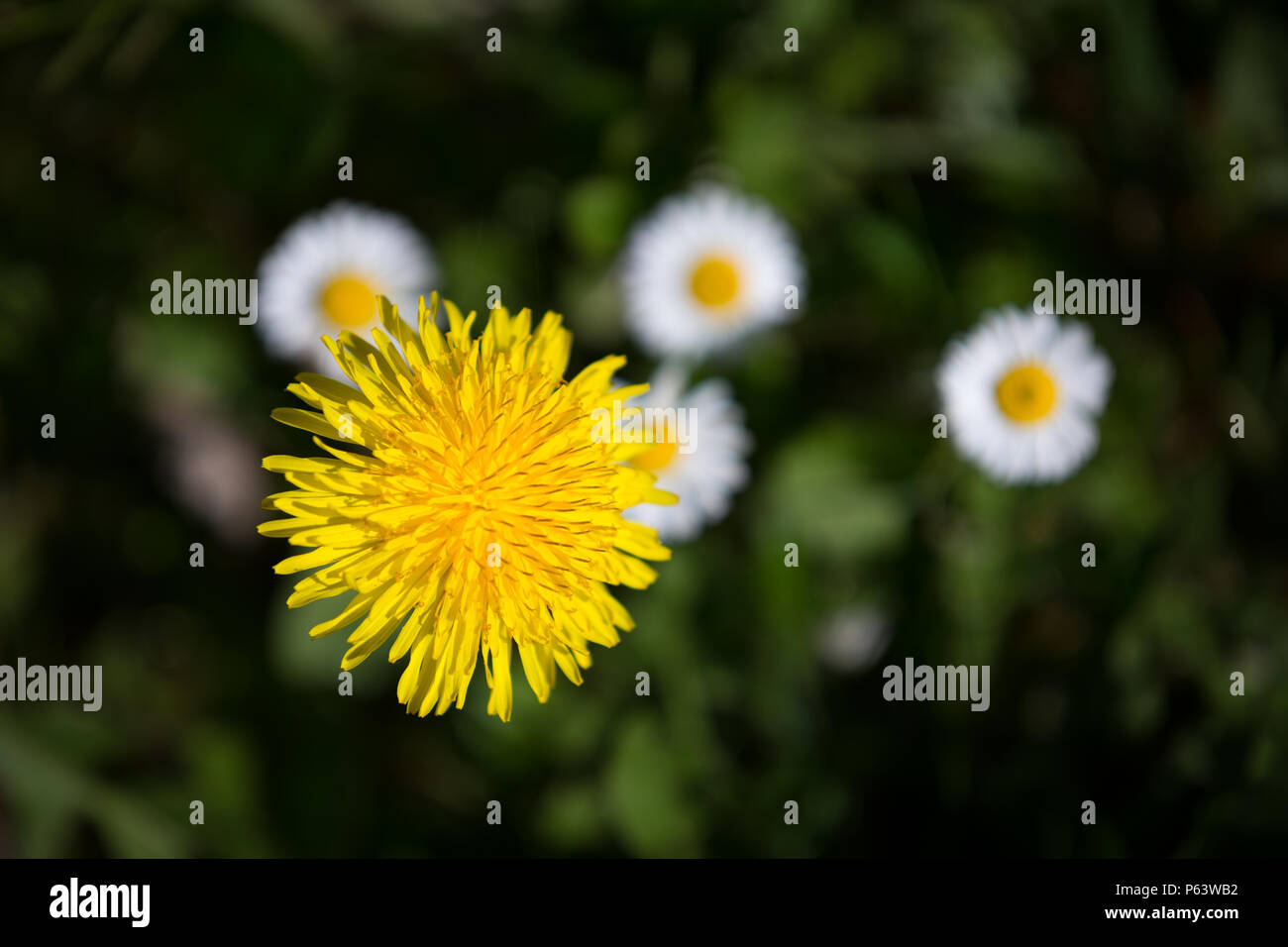 Bluhende Lowenzahn Blume Taraxacum Von Oben Gesehen Mit Weissen
