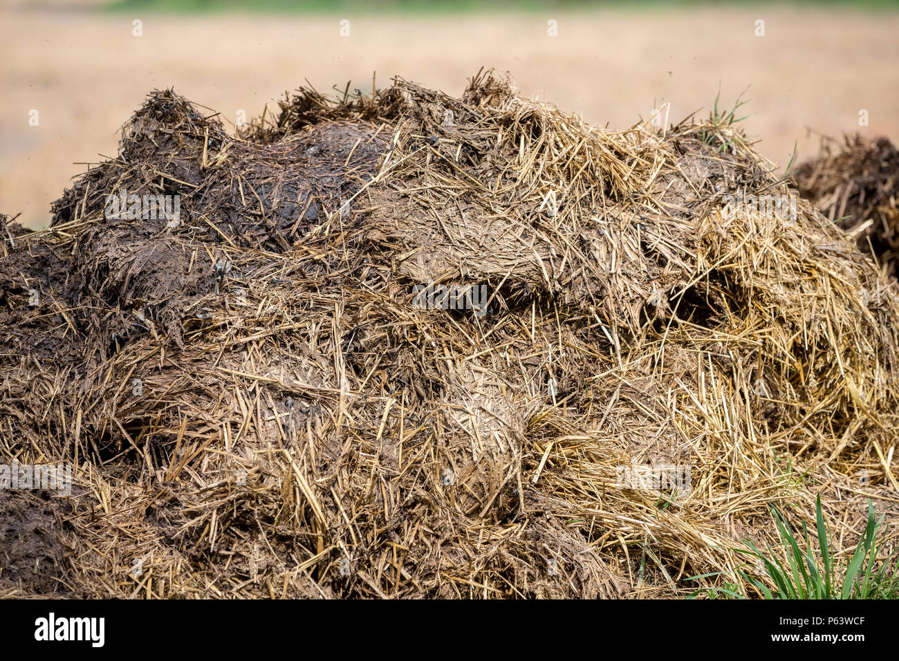 Ein Haufen Glle optimiert mit Stroh als organische land Dnger verwendet  werden Stockfotografie - Alamy