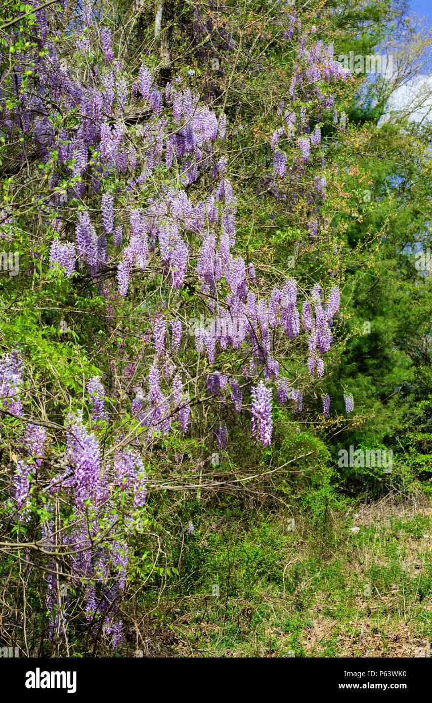 Wisteria Reben wachsen am Rand von Wäldern mit lila Blüte Clustern. Stockfoto