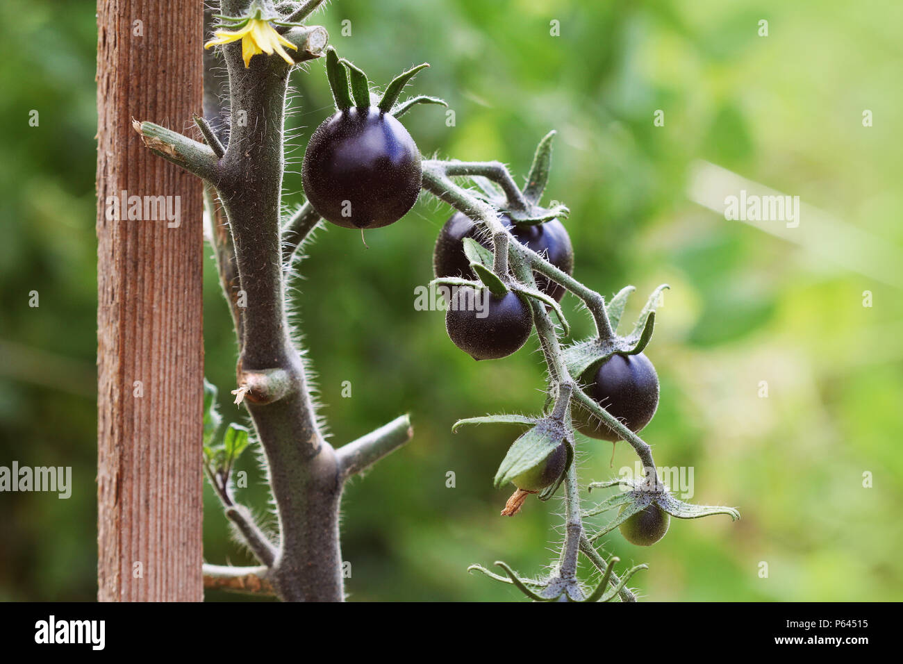 Schwarze Tomaten auf einem Zweig in den Garten. Indigo rose Tomaten Stockfoto