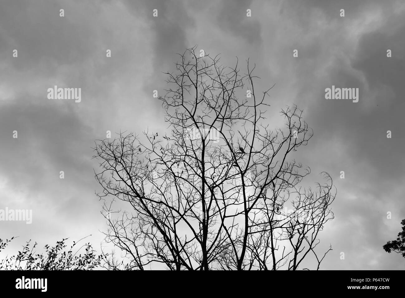 Toter Baum Moody Himmel und Vögel Stockfoto