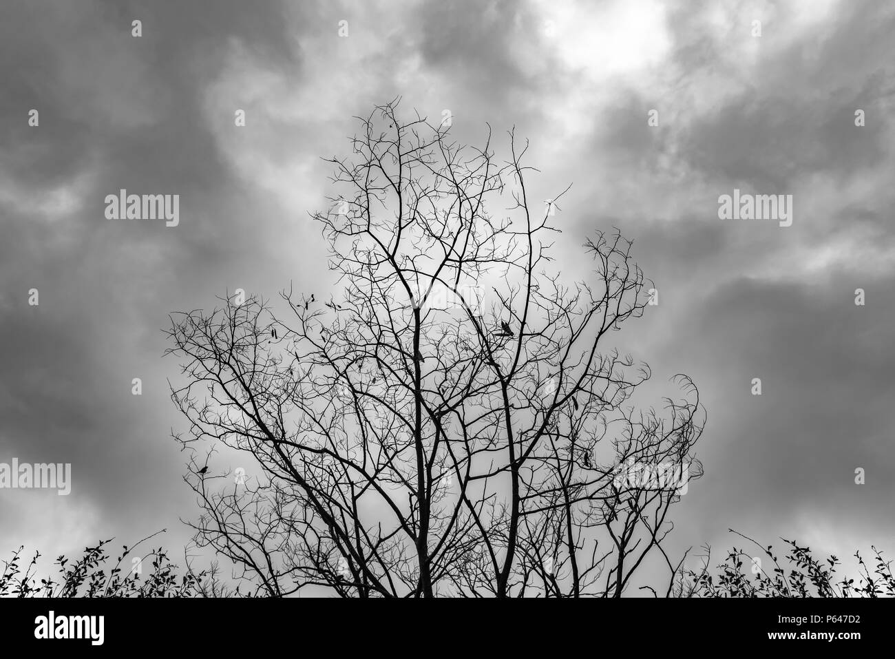 Toter Baum Moody Himmel und Vögel Stockfoto