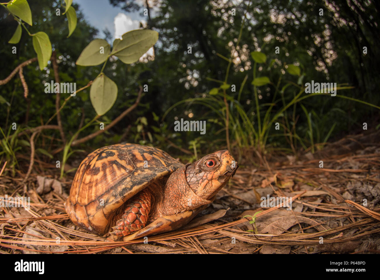 Eine gemeinsame Box turtle (Terrapene Carolina) seine Bahn auf dem Waldboden in Eastern North Carolina an einem heißen Nachmittag im Sommer. Stockfoto