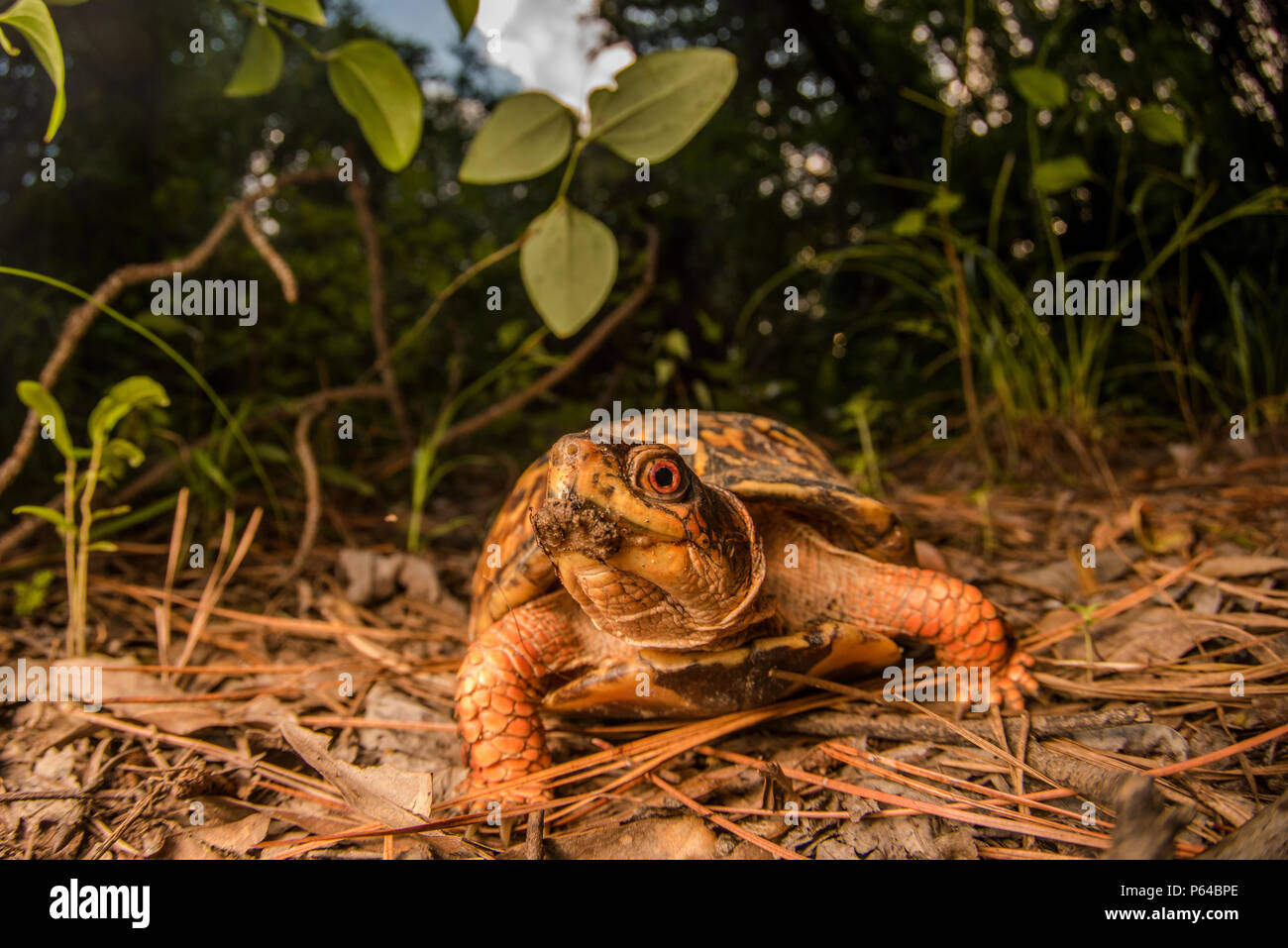 Eine gemeinsame Box turtle (Terrapene Carolina) seine Bahn auf dem Waldboden in Eastern North Carolina an einem heißen Nachmittag im Sommer. Stockfoto