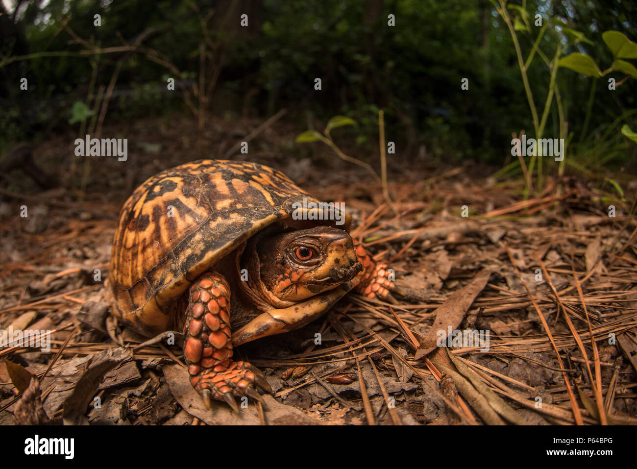 Eine gemeinsame Box turtle (Terrapene Carolina) seine Bahn auf dem Waldboden in Eastern North Carolina an einem heißen Nachmittag im Sommer. Stockfoto