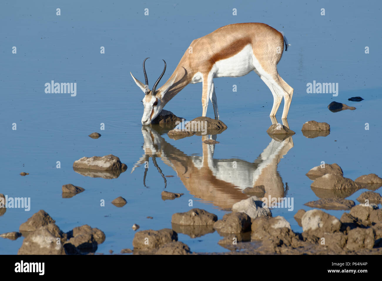 Springbock (Antidorcas marsupialis), erwachsene Frau stehend im Wasser, trinken, Okaukuejo Wasserloch, Etosha National Park, Namibia, Afrika Stockfoto