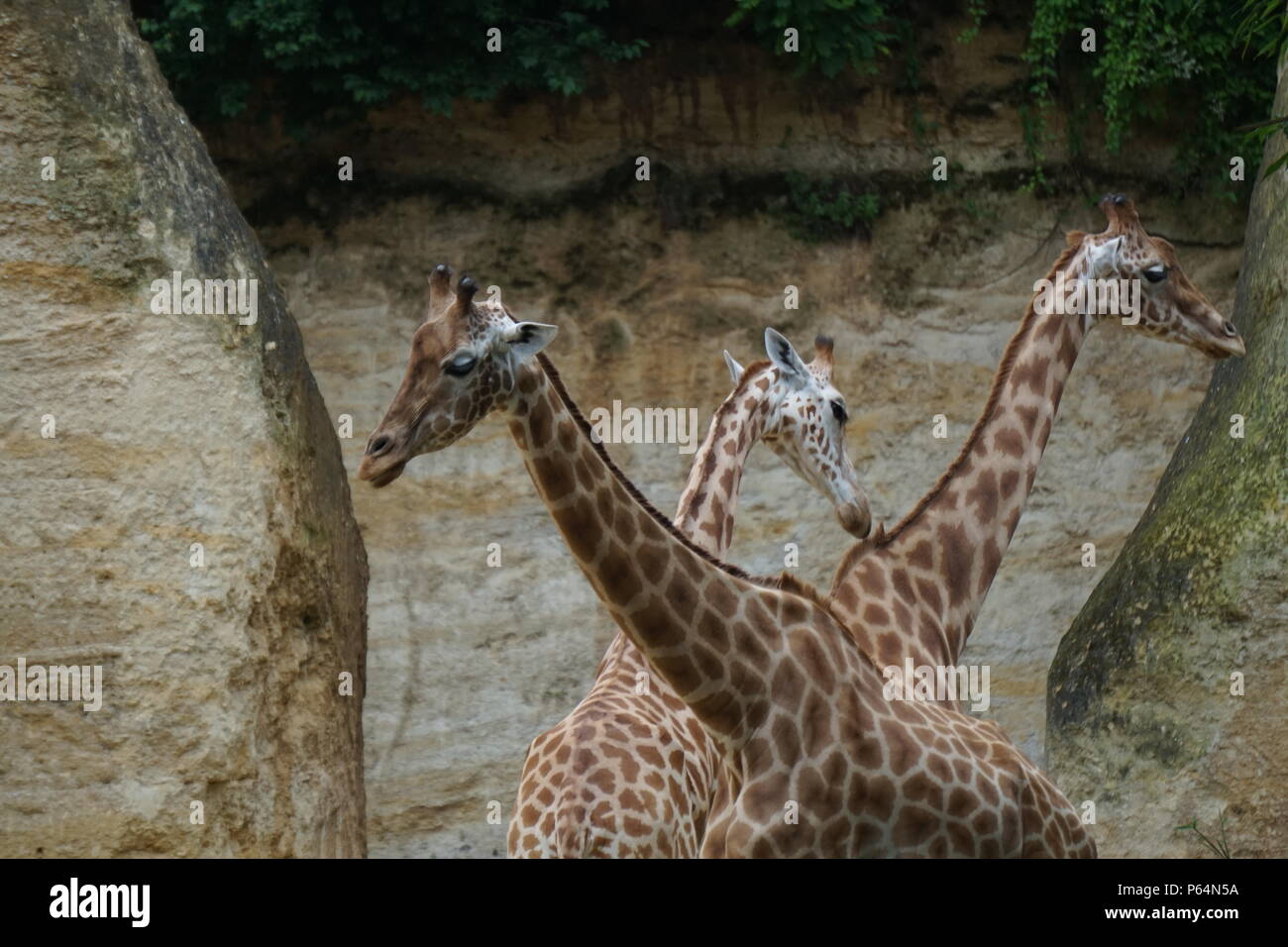 Drei Giraffen Hals kreuzen Pfad in den Höhlenwohnungen Zoo in Doué la Fontaine, Frankreich Stockfoto