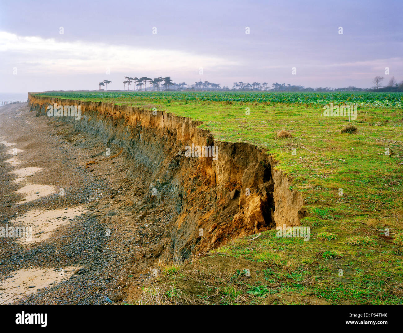 Covehithe Klippen von Benacre, Suffolk, Großbritannien Stockfoto
