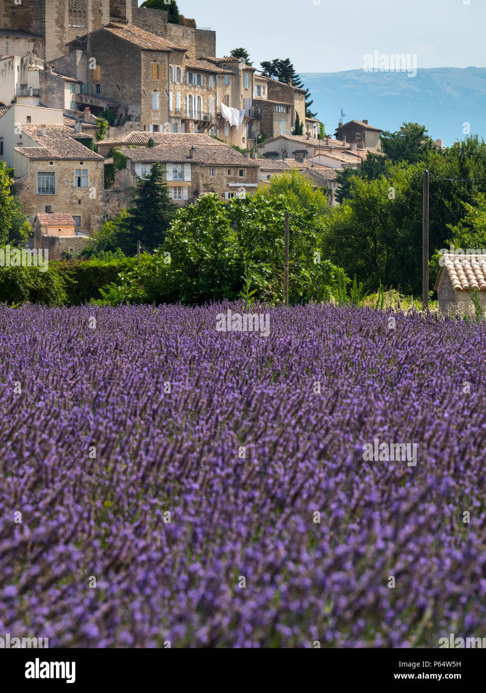 Lavendelfelder Grignan Nyons Drôme Auvergne-Rh ône-Alpes Frankreich Stockfoto
