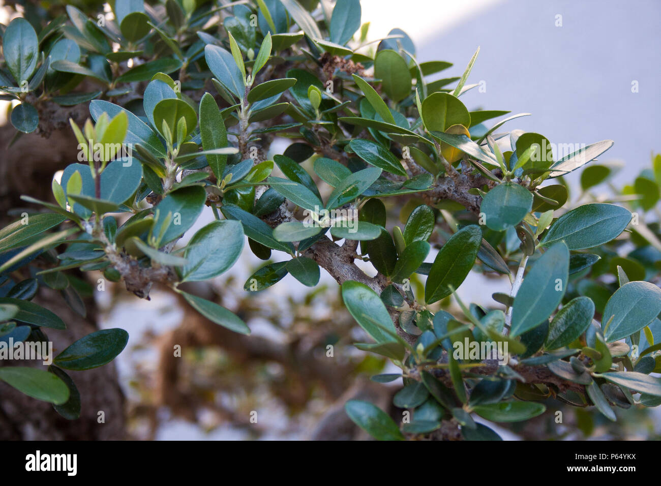 Ein Teil der Bonsai Laub, acebuche oder wilde Oliven Stockfoto