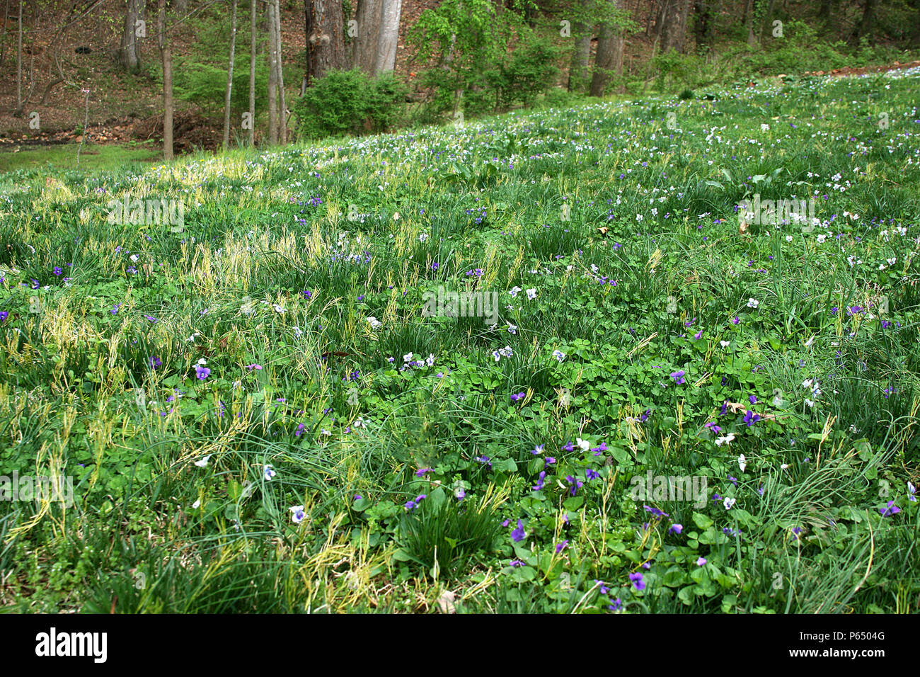 Hinterhof durch den Wald in wilde Veilchen im Frühling abgedeckt Stockfoto