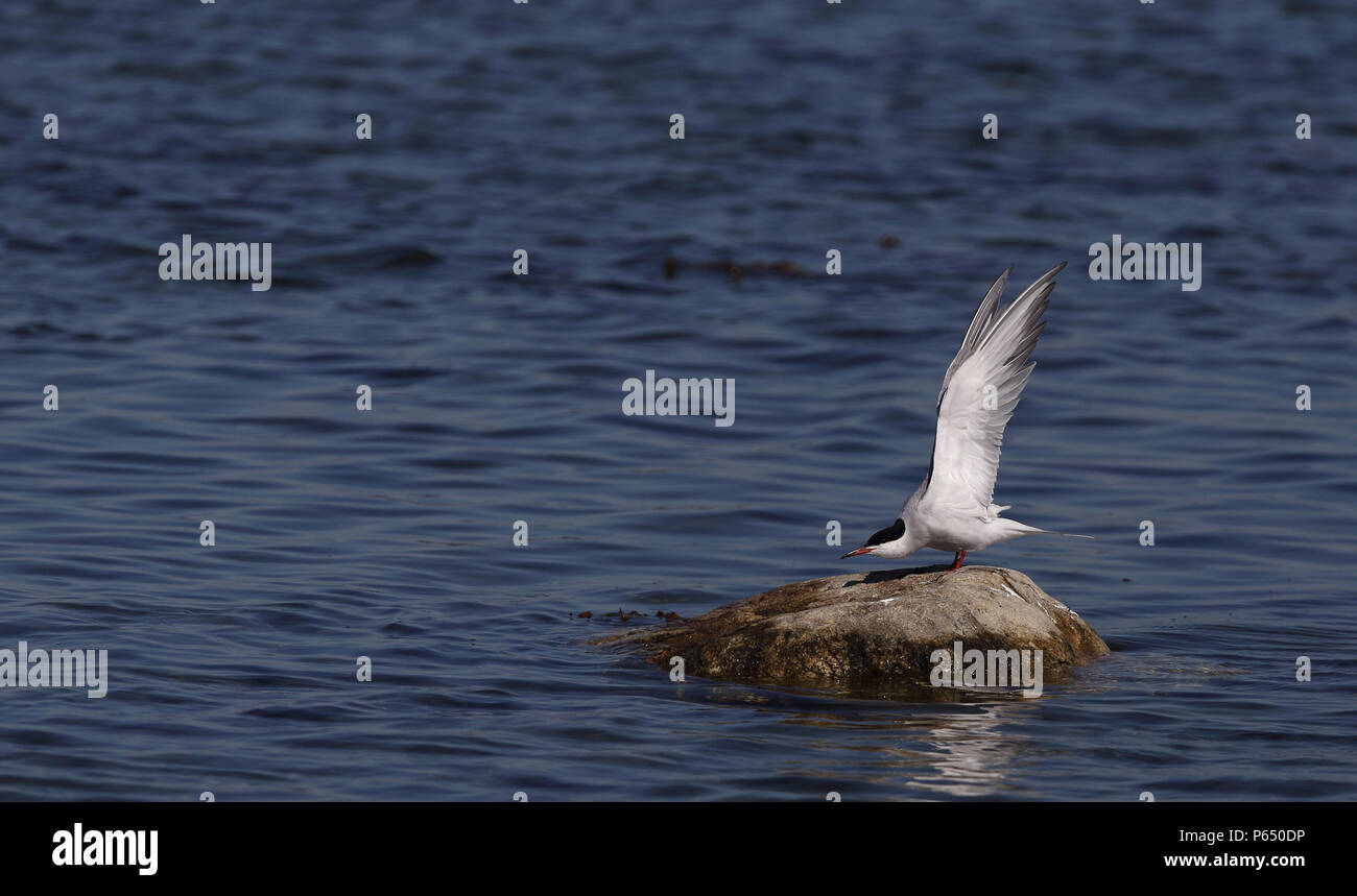 Seeschwalbe, Sterna hirundo nimmt Flügel Stockfoto