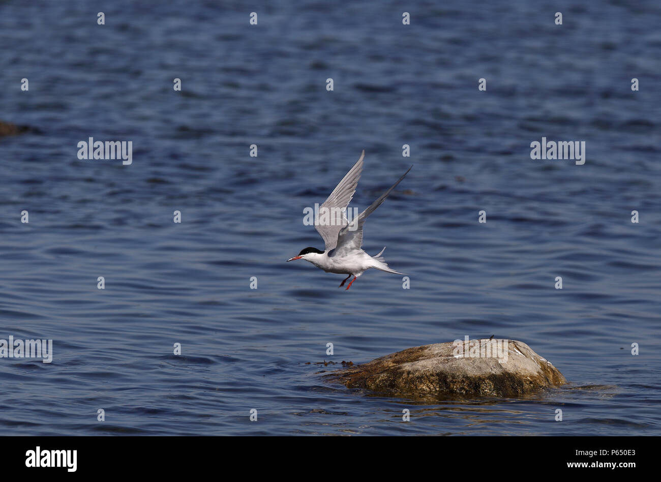 Seeschwalbe, Sterna hirundo nimmt Flügel Stockfoto