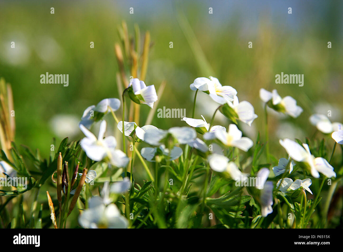 Weiß Zar Blumen Stockfoto