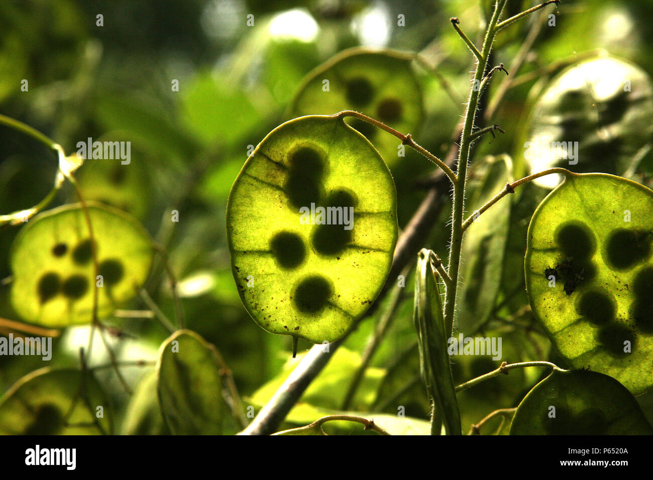In der Nähe von Ehrlichkeit Anlage seedpod Stockfoto