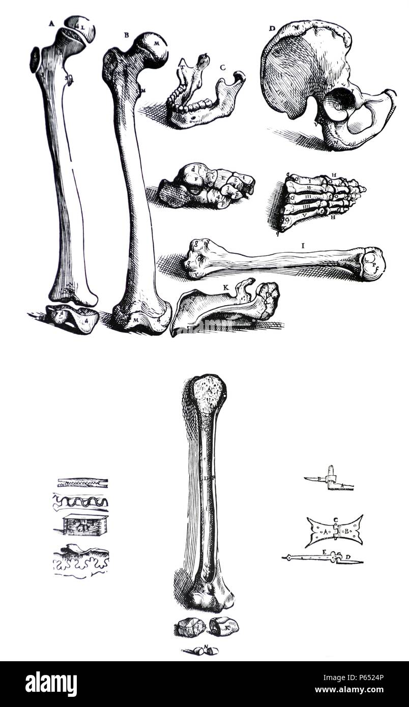Die Platten aus dem ersten Buch der "De Humani Corporis Fabrica von Andreas Vesalius (1514-1564) - Platte 4 der angefügten Abbildung beschreibt einige der Knochen, die für den alleinigen Zweck der Vertretung, mindestens in einigen der knöchernen Teilen und Regionen die Namen von denen der Autor in diesem Kapitel betrachten. Stockfoto