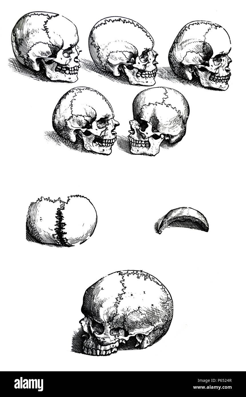 Die Platten aus dem ersten Buch der "De Humani Corporis Fabrica von Andreas Vesalius (1514-1564) - Platte 5 In der ersten Abbildung ist ein rechteckiger Bereich leicht auf beiden Seiten gedrückt und hervorstehende vorher und Posterior abgegrenzt. Stockfoto