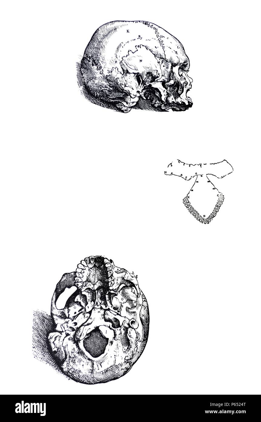 Die Platten aus dem ersten Buch der "De Humani Corporis Fabrica von Andreas Vesalius (1514-1564) Platte 6 Diese Abbildung stellt den Schädel weitere liegen auf der linken Seite, so dass der Schädelbasis etwas in Sicht kommt. Stockfoto