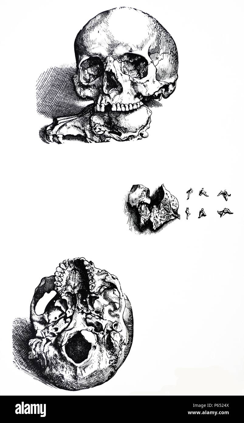 Die Platten aus dem ersten Buch der "De Humani Corporis Fabrica von Andreas Vesalius (1514-1564) Platte 8 - Diese Abbildung stellt das auterior Aspekt der Schädel, in dem die Knochen des Oberkiefers so genau wie möglich angezeigt werden. Stockfoto