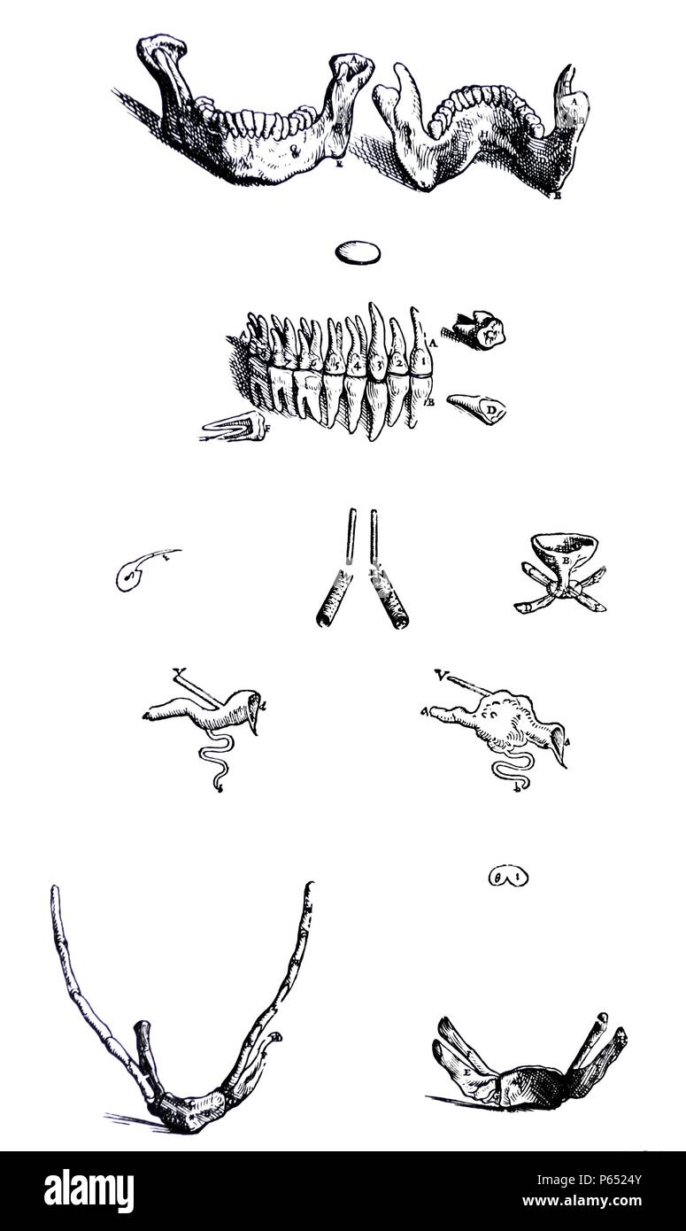 Die Platten aus dem ersten Buch der "De Humani Corporis Fabrica von Andreas Vesalius (1514-1564) Platte 9 - Der erste oder der rechten Abbildung dieses Kapitels die auterior Aspekt des Unterkiefers zusammen Exponate mit den Zähnen. Stockfoto