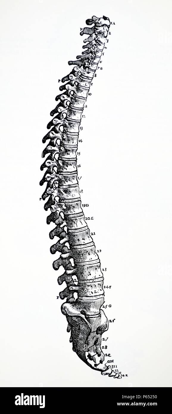 Die Platten aus dem ersten Buch der "De Humani Corporis Fabrica von Andreas Vesalius (1514-1564) 10 In dieser Abbildung haben wir in der Seite dargestellt haben die Gebeine der wieder als Ganzes zu betrachten, so dass zuerst von allen, ihre komplette Zusammenschaltung gesehen werden kann und dann jedes Teil der Rückseite wird separat beschrieben werden. Stockfoto