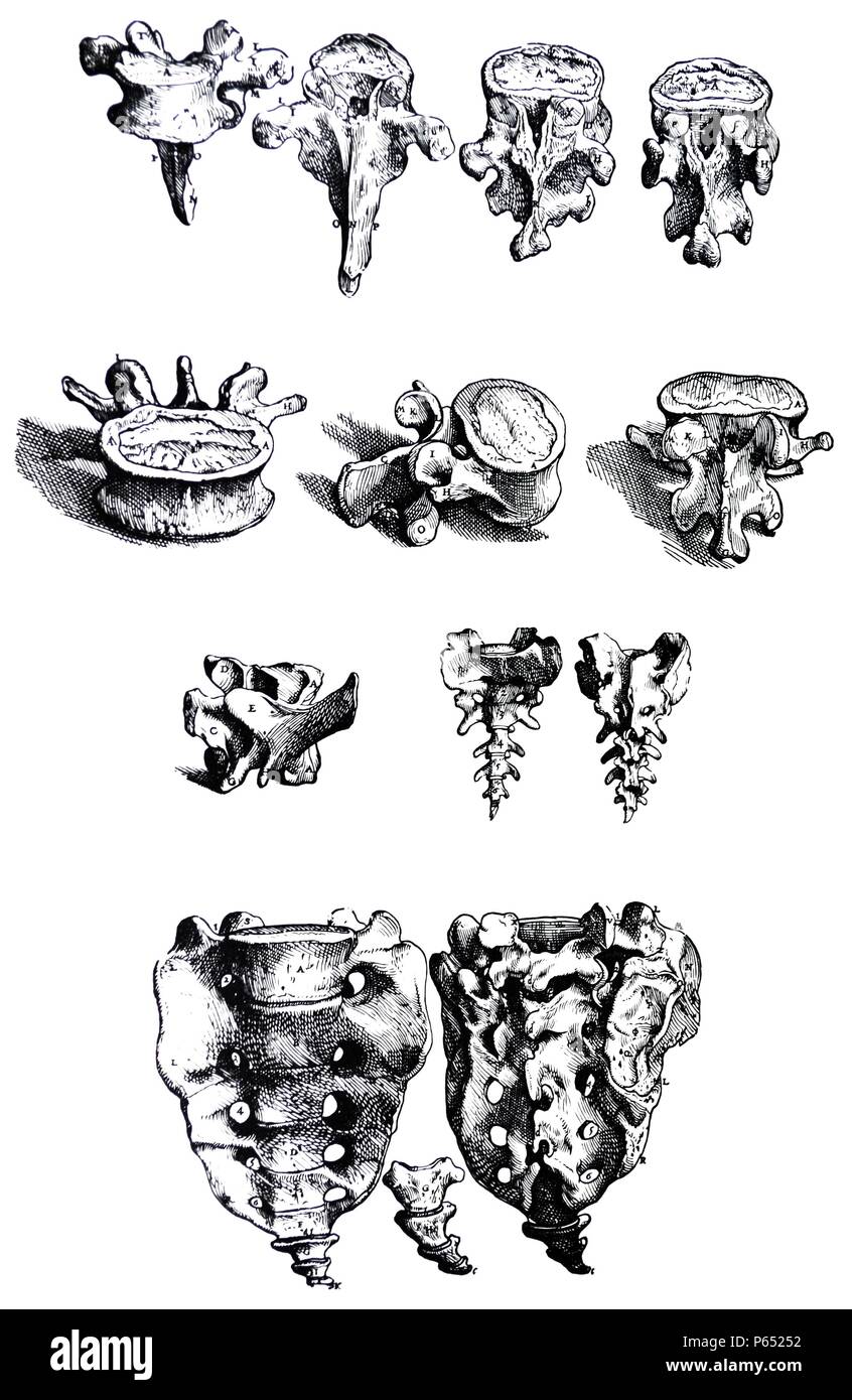 Die Platten aus dem ersten Buch der "De Humani Corporis Fabrica von Andreas Vesalius (1514-1564) Platte 12 - Wir haben hier wie der zwölf Brustwirbel beschrieben, wie entschieden wir uns für die Abbildung Ihrer Beschreibung genügen würde. Stockfoto