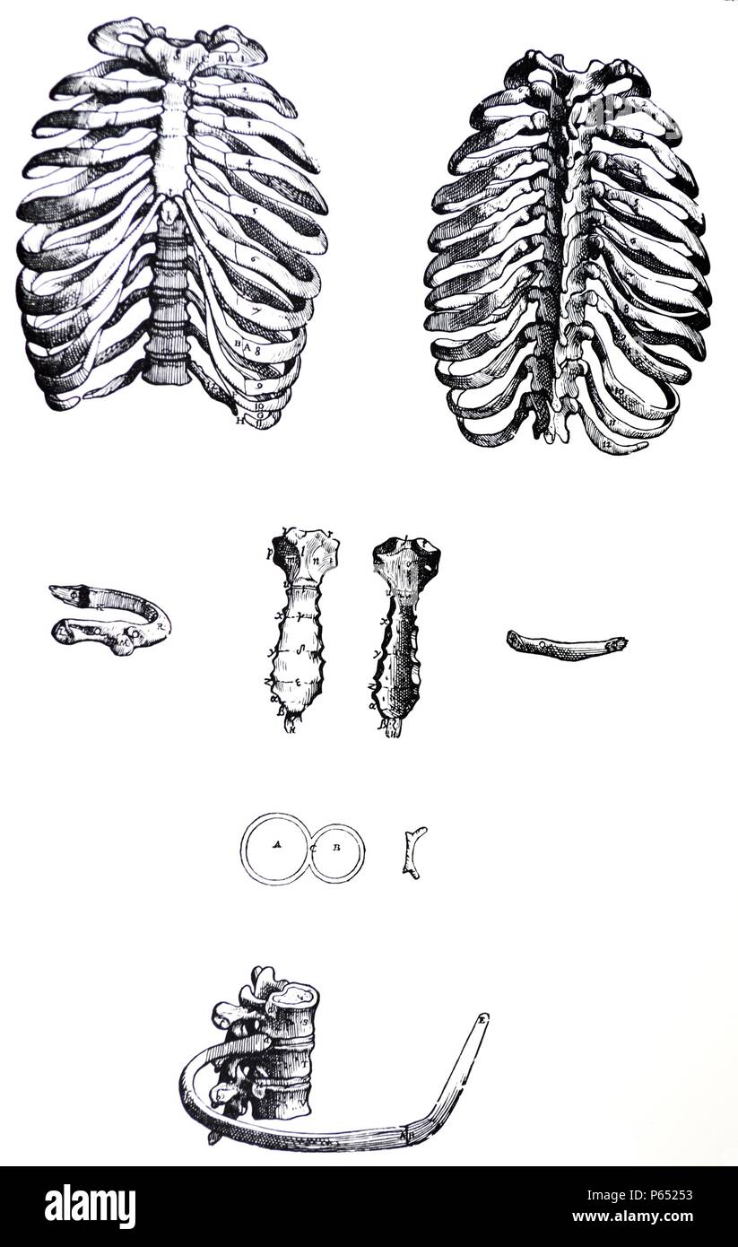 Die Platten aus dem ersten Buch der "De Humani Corporis Fabrica von Andreas Vesalius (1514-1564) Platte 13 - Die erste Abbildung des neunzehnten Kapitel stellt aus dem vorderen Aspekt die gesamte Baugruppe der Knochen des Brustkorbes, die zwölf Wirbel und die zwölf Rippenpaaren zusammen mit der Brust Knochen, die aus mehreren Knochen gebildet wird. Stockfoto