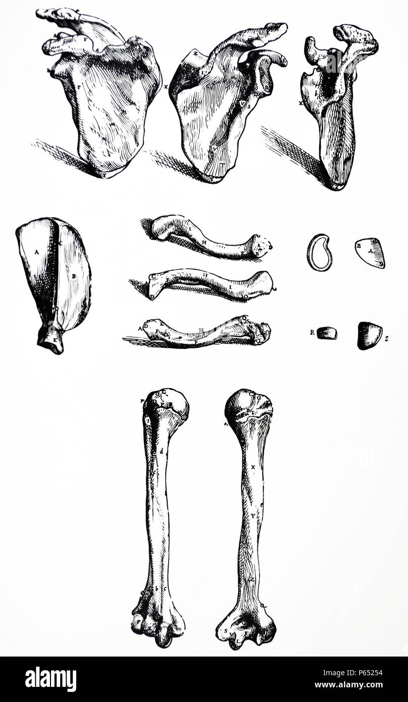 Die Platten aus dem ersten Buch der "De Humani Corporis Fabrica von Andreas Vesalius (1514-1564) Platte 14 - Die erste Ziffer bezeichnet die interne oder anterioren Aspekt der rechten Schulterblatt. Die zweite Abbildung zeigt die externen oder posterioren Aspekt der rechten Schulterblatt. Die dritte enthält die rechten Schulterblatt von der Seite, so wie der Sinus des Humped oder externe Aspekt der scapula liegt zwischen der höheren Rippe und die Wirbelsäule des Schulterblattes zu präsentieren dargestellt. Stockfoto