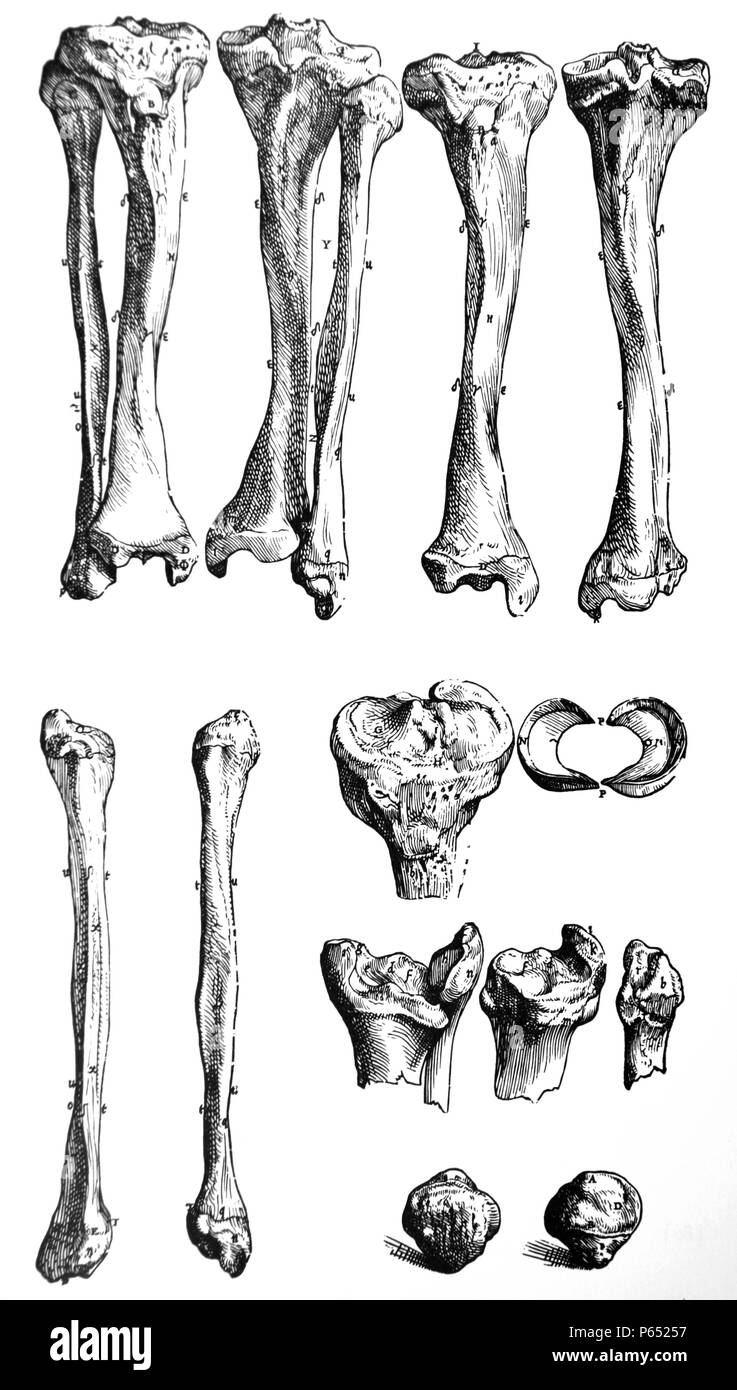 Die Platten aus dem ersten Buch der "De Humani Corporis Fabrica von Andreas Vesalius (1514-1564) Platte 18 - Die elf Abbildungen dieses Kapitels beziehen sich auf das rechte Bein. Stockfoto