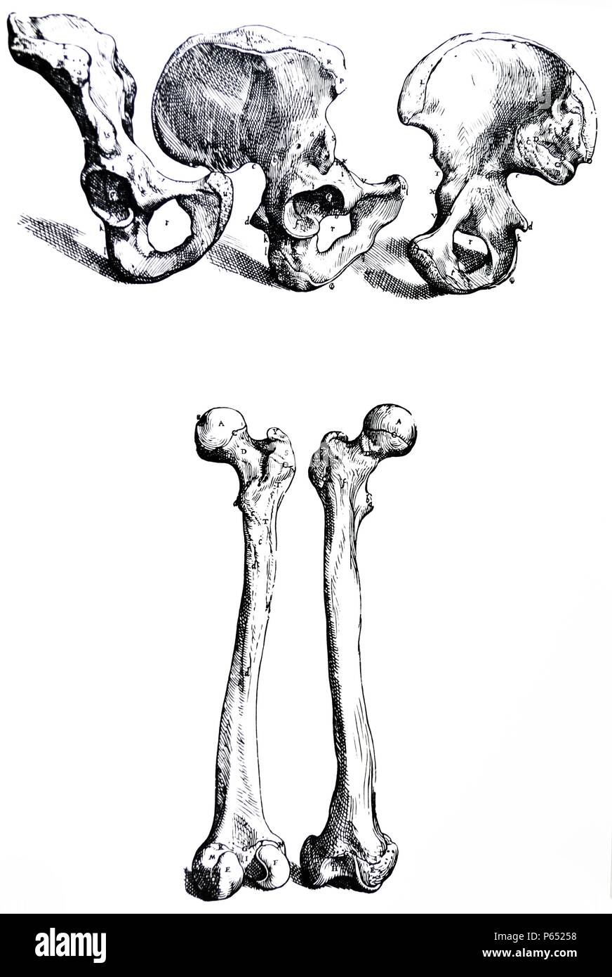 Die Platten aus dem ersten Buch der "De Humani Corporis Fabrica von Andreas Vesalius (1514-1564) Platte 17 - In diesen drei Zahlen der Knochen an der rechten Seite des Sacrum joined abgegrenzt ist. Stockfoto