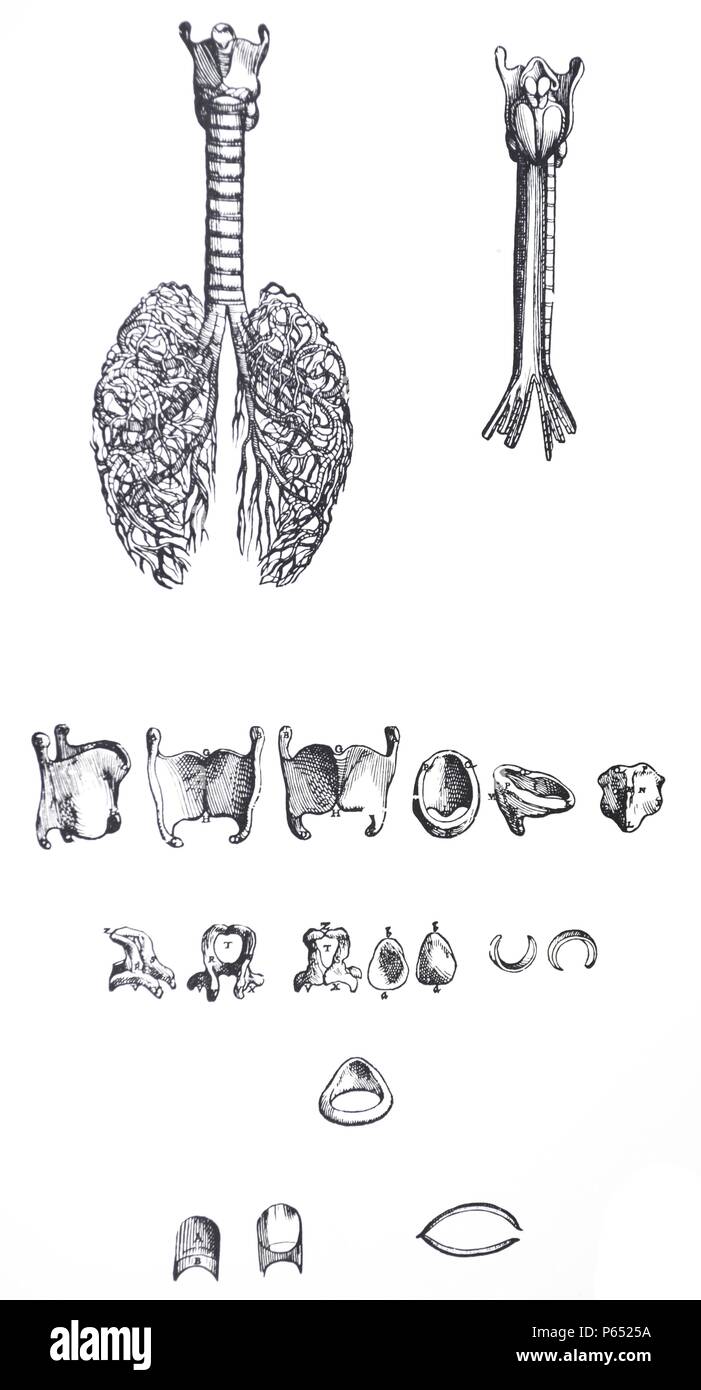 Die Platten aus dem ersten Buch der "De Humani Corporis Fabrica von Andreas Vesalius (1514-1564) Platte 20-Die erste Zahl der achtunddreißigsten Kapitel, die von der vorderen Aspekt der gesamten grobe Arterie aus allen Teilen befreit. In der zweiten Abbildung der posterioren Aspekt der Stammzellen nur der harte Arterie ist abgegrenzt. Stockfoto