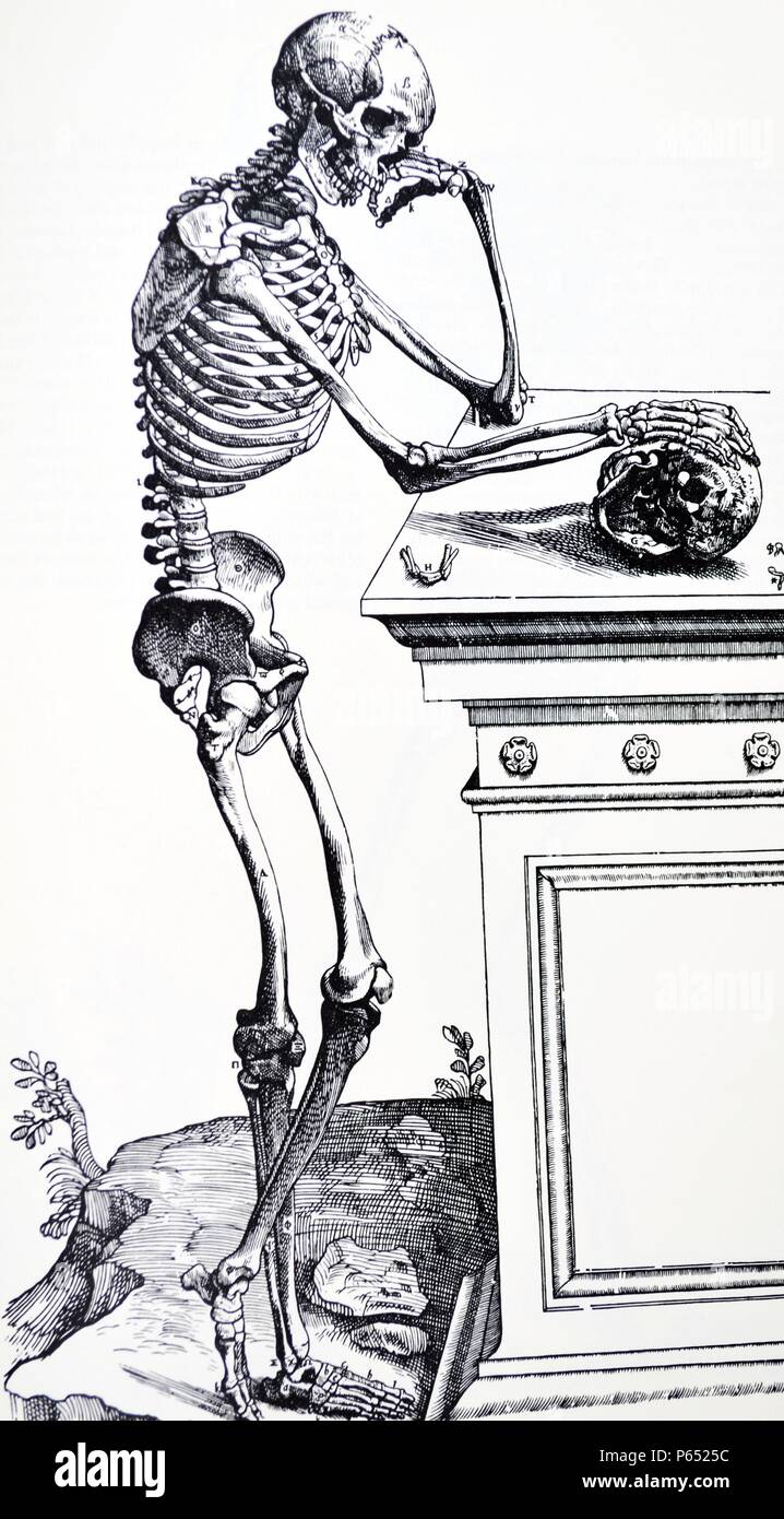 Die Platten aus dem ersten Buch der "De Humani Corporis Fabrica von Andreas Vesalius (1514-1564) Platte 22 - eine Abgrenzung von der Seite der Knochen des menschlichen Körpers vom Rest der Teile, die Sie unterstützen befreit, und in Position gebracht. Stockfoto