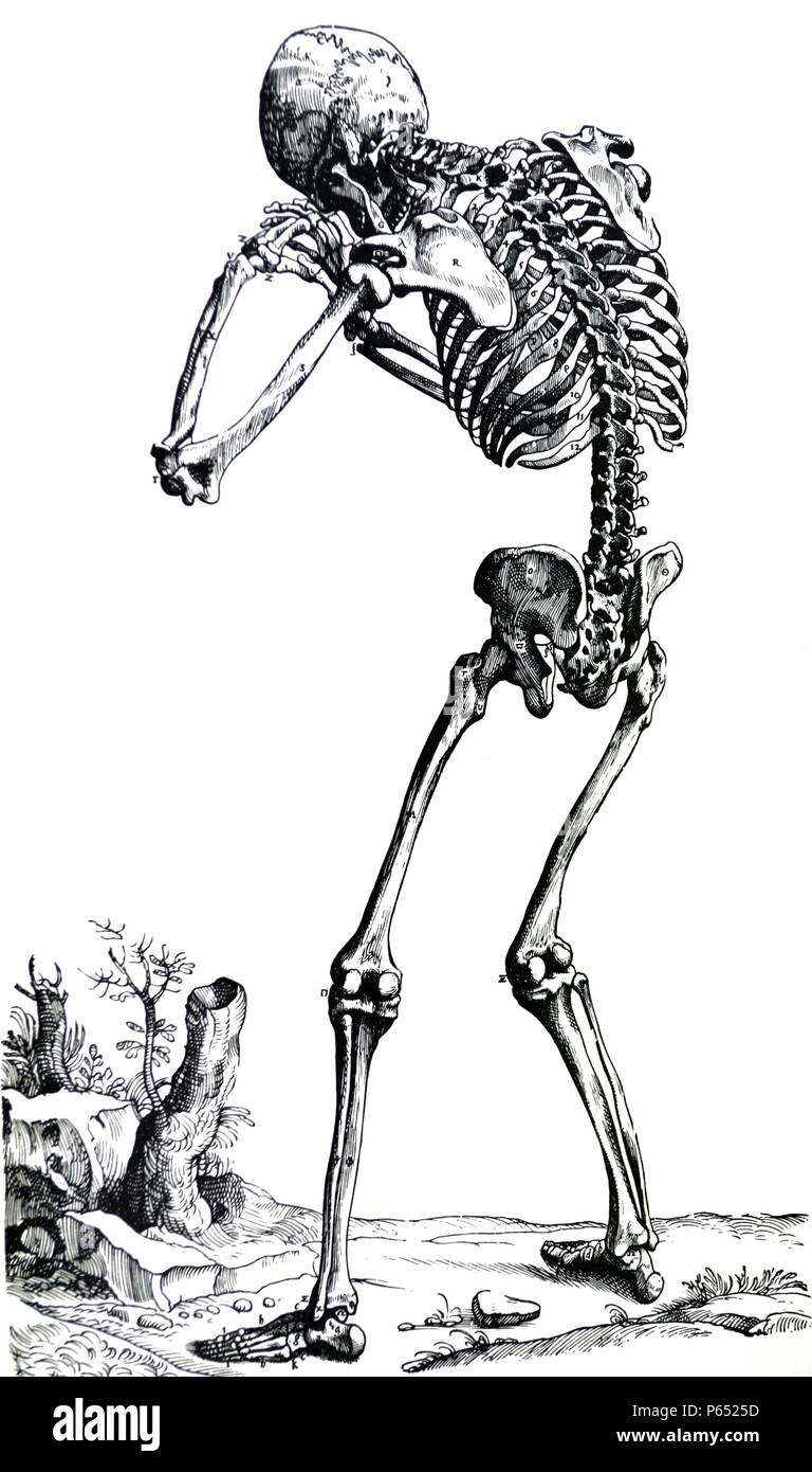 Die Platten aus dem ersten Buch der "De Humani Corporis Fabrica von Andreas Vesalius (1514-1564) Platte 23 - die Knochen des menschlichen Körpers von der posterioren Aspekt vorgestellt. Stockfoto
