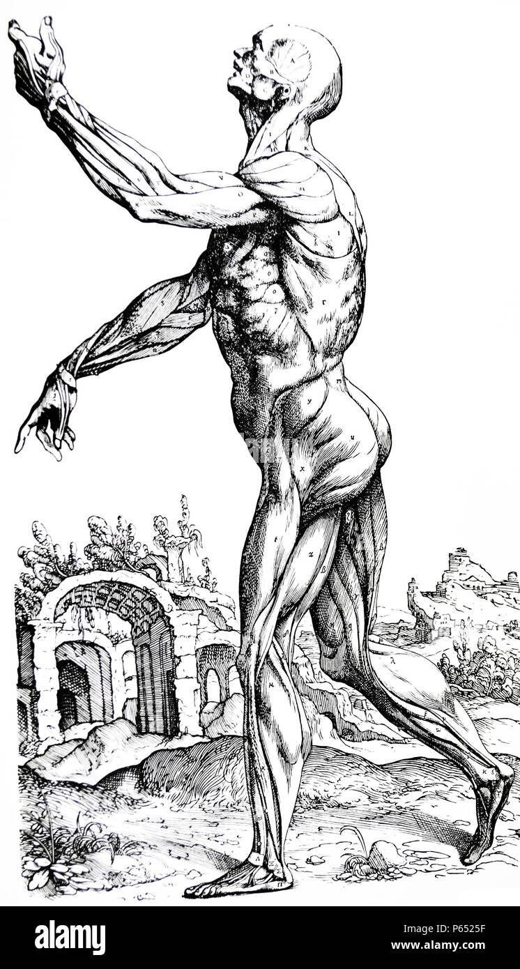 Die Platten aus dem Zweiten Buch der "De Humani Corporis Fabrica von Andreas Vesalius (1514-1564) Platte 25 - Die zweite Platte der Muskeln. Die zweite Platte entspricht durchaus auf den ersten, da es sich um die Zerlegung, die auf die Seite gedreht wurde, um die gleichen Muskeln wie die ehemalige anzuzeigen, zusammen mit der Knöchernen Regionen prominent auf der Oberfläche und etwas excarnate. Stockfoto