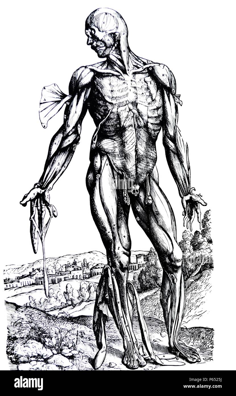 Die Platten aus dem Zweiten Buch der "De Humani Corporis Fabrica von Andreas Vesalius (1514-1564) Platte 27 - Die vierte Platte der Muskeln. Die vierte Platte zeigt, so viele wie möglich der Muskeln der vorhergehenden Platte, in der die Fortschritte der Sezierung aufgehoben, und daraufhin bietet für viele, die noch nicht in Sicht, die in der früheren Platten kommen. Stockfoto