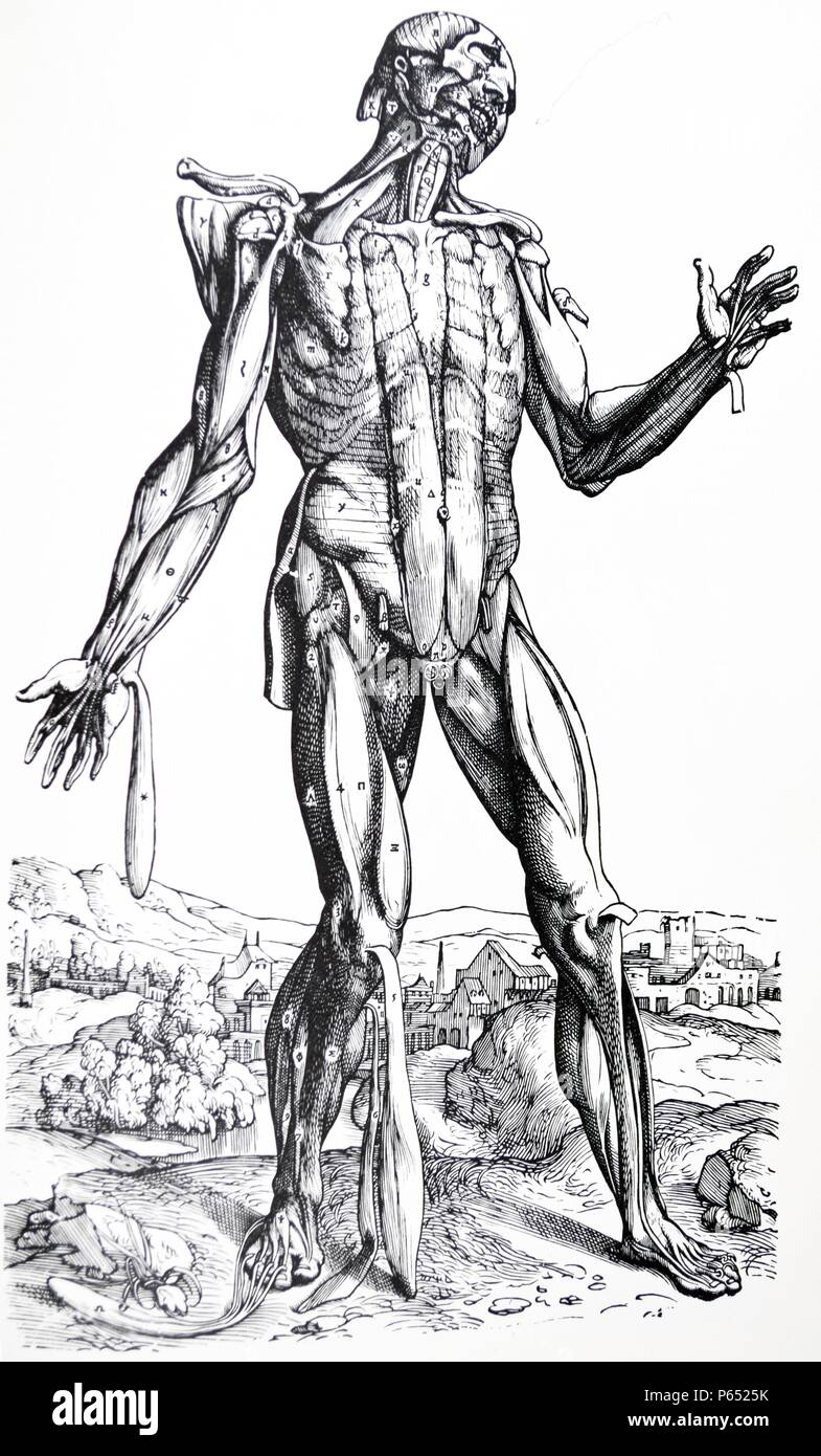 Die Platten aus dem Zweiten Buch der "De Humani Corporis Fabrica von Andreas Vesalius (1514-1564) 28 - Der fünfte Platte der Muskeln. Der fünfte in der Reihenfolge der Zerlegung hat viele entfernt, die waren voll im vierten aufgedeckt. Diese Platte macht auch viele, die in der Sechsten reflektiert werden. Stockfoto